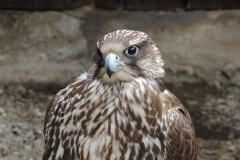 DSCN2319