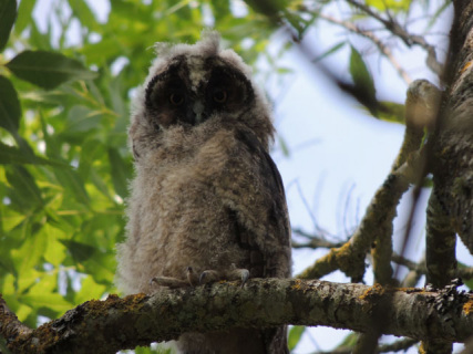 hibou2