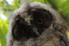 hibou