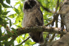 hibou1