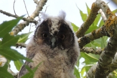 hibou3