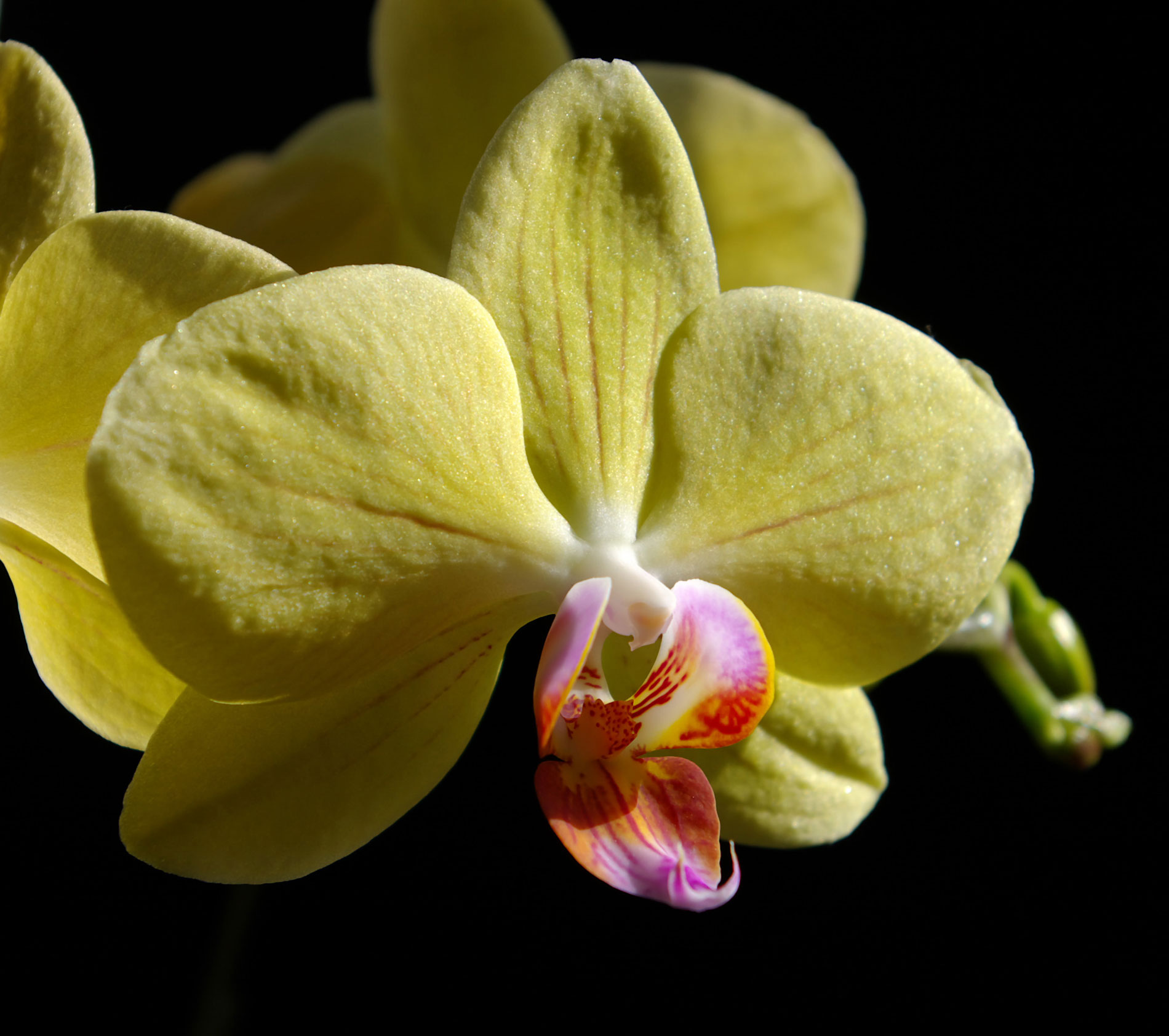 orchidée1