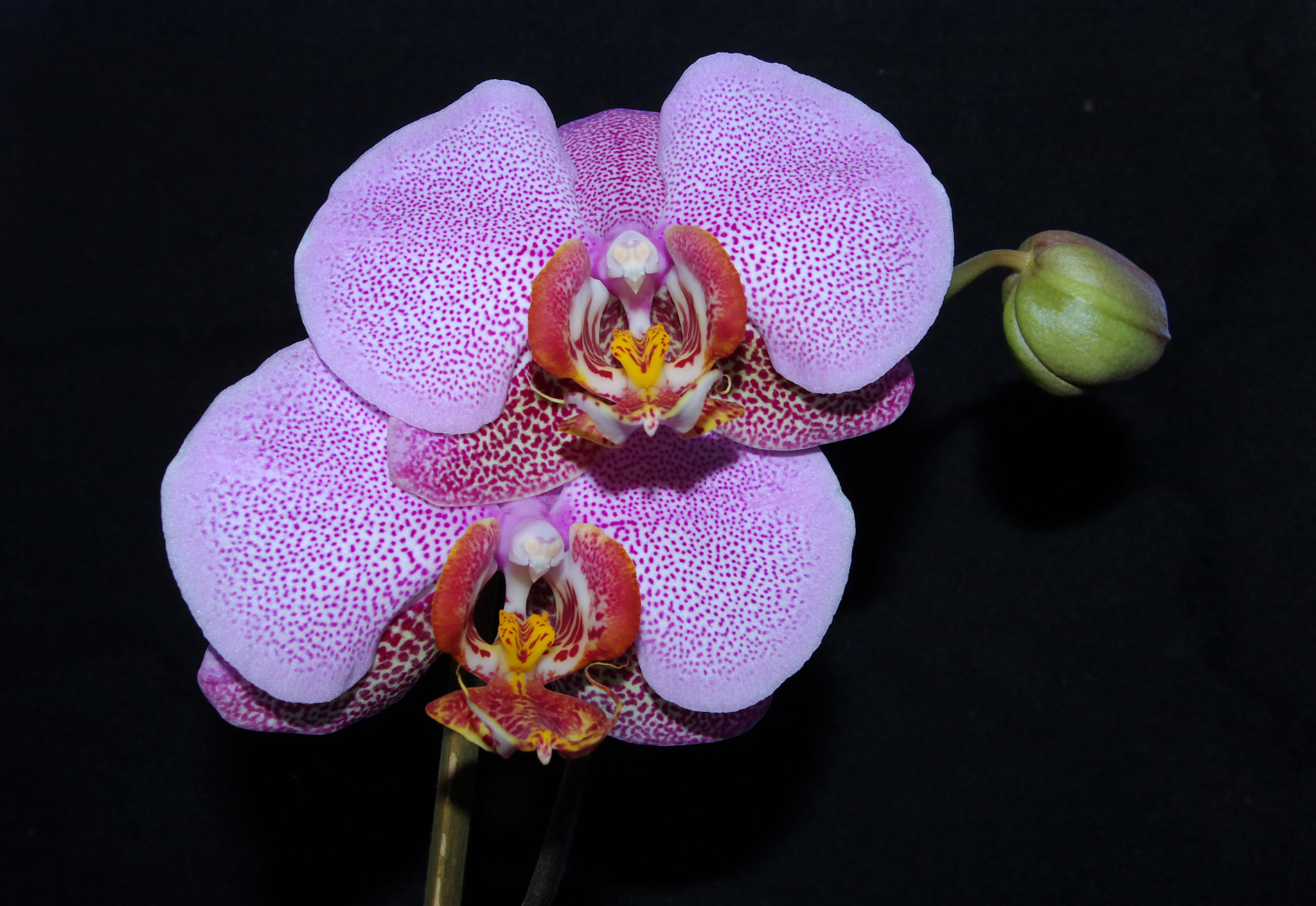 orchidée2