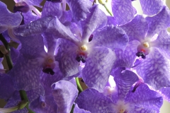 DSCN0007