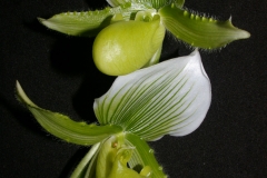 IMGP7008
