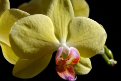 orchidée1
