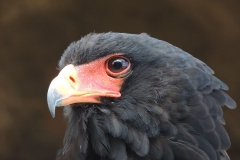 DSCN2296