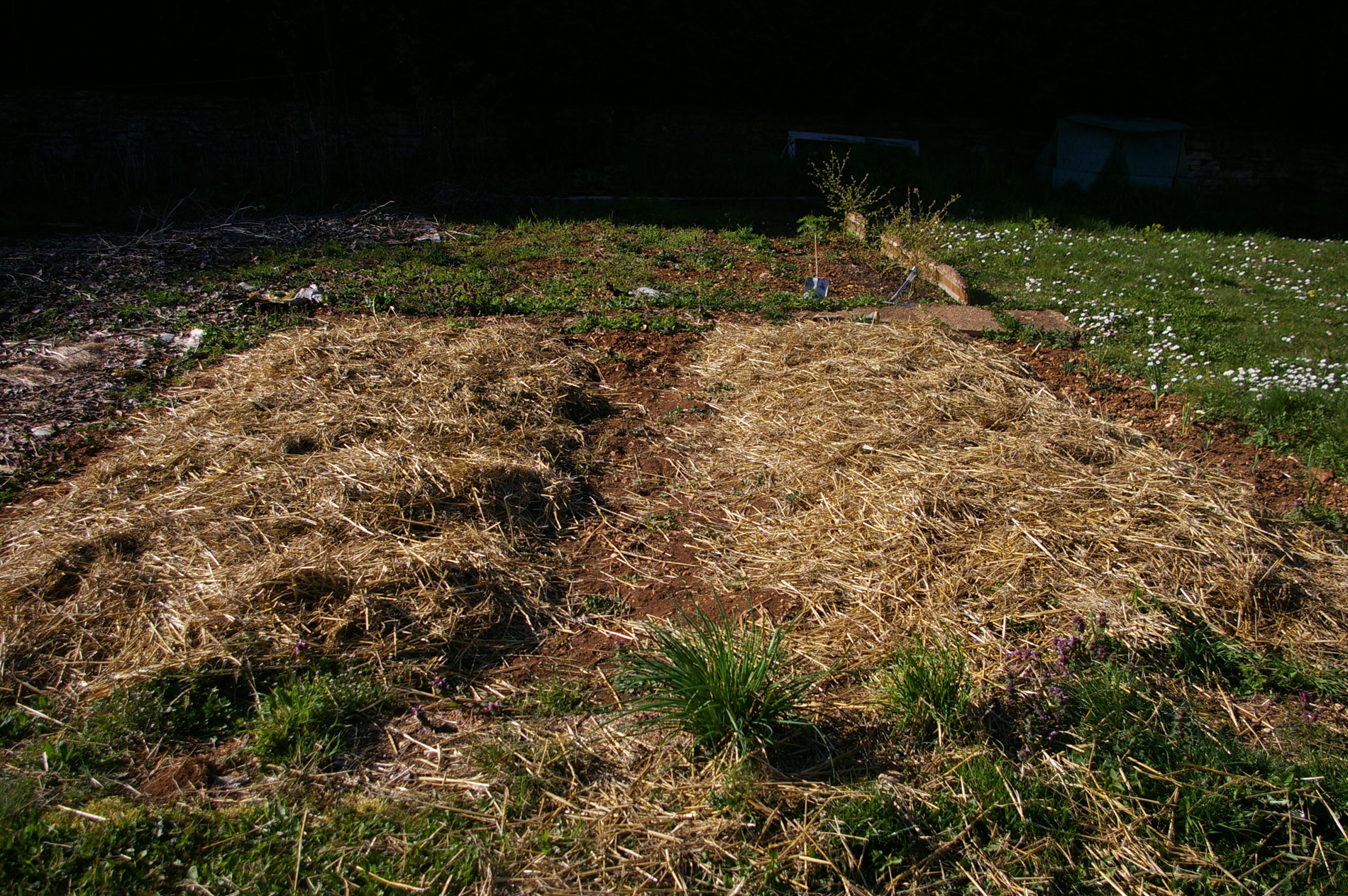 Planter des pommes de terre sous paillis