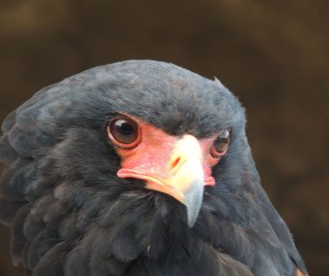 La volerie des aigles